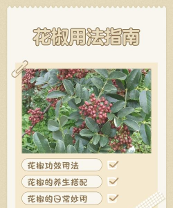 在家怎样养花椒