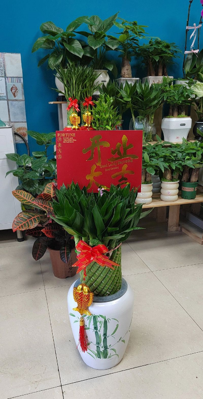 家庭养花用生根粉