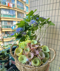 家庭养花用生根粉