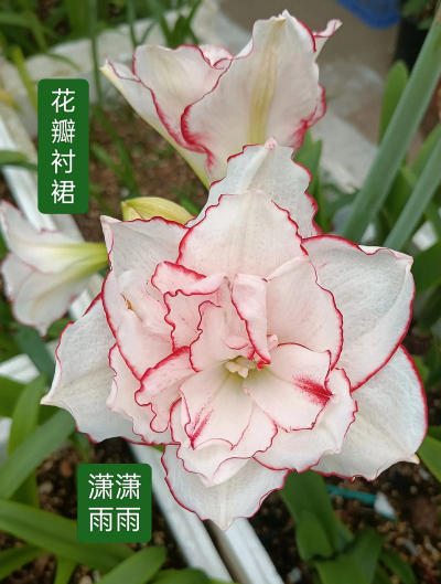 家庭养花用生根粉