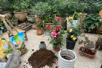 家庭养花用生根粉