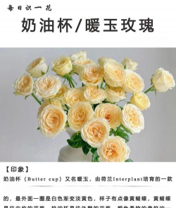 奶油杯怎么养花