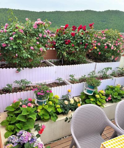 家庭养花用生根粉