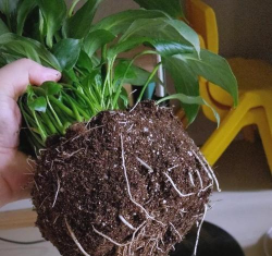 花盆垫花盆养花