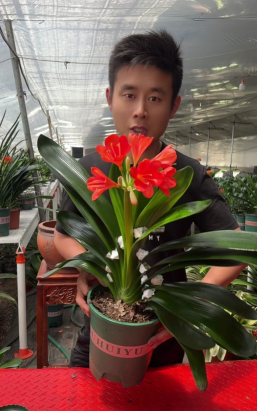 家庭养花用生根粉