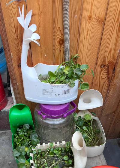 家庭养花用生根粉