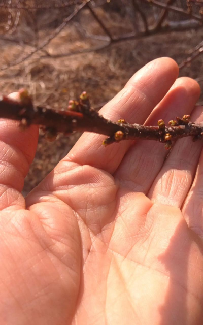 果树花芽期防冻五招 果树花芽期防冻五招