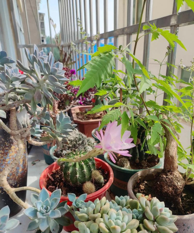 家庭养花用生根粉