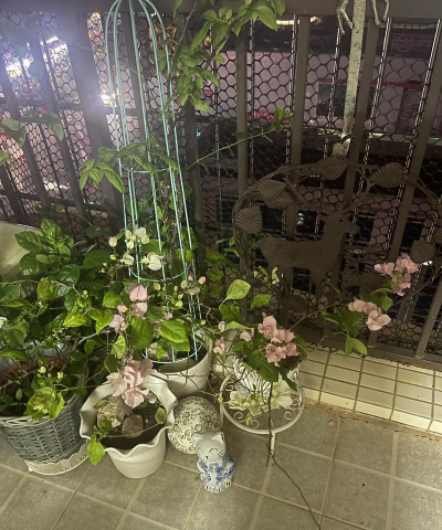 家庭养花用生根粉