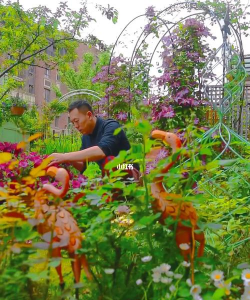 家庭养花用生根粉