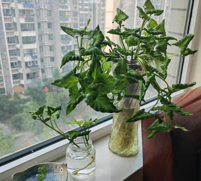 家庭养花用生根粉