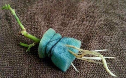 家庭养花用生根粉