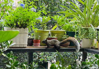 家庭养花用生根粉