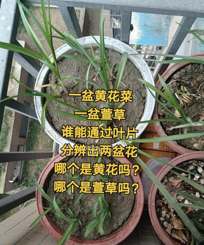 萱草怎么扦插盆栽