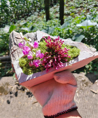 家庭养花用生根粉