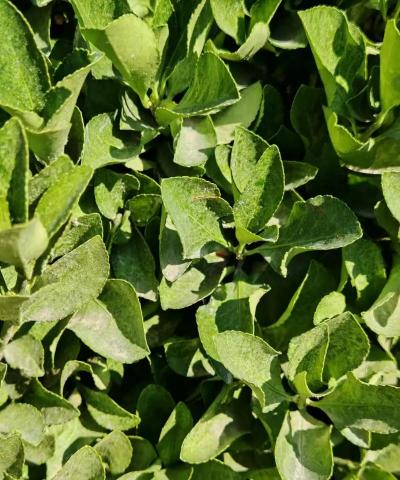 福州首次引入新技术“以螨治螨”防苗木虫害