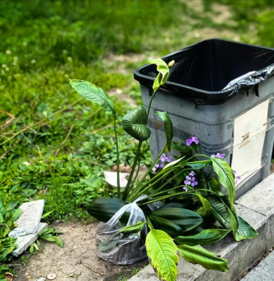 家庭养花用生根粉