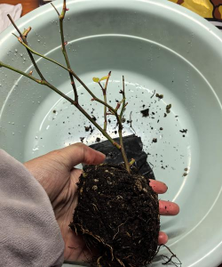 家庭养花用生根粉