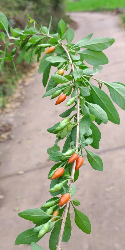 枸杞的植株叫什么