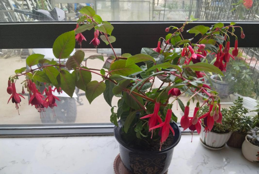 家庭养花用生根粉