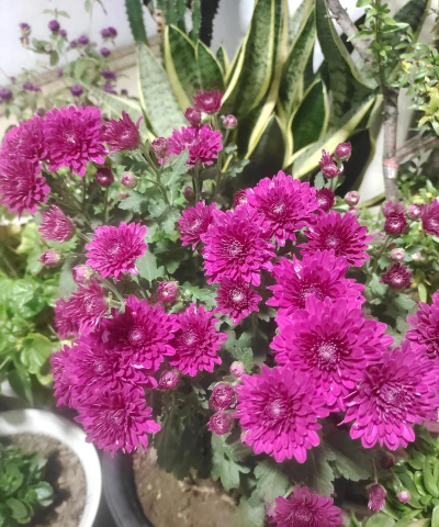 家庭养花用生根粉