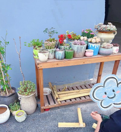 家庭养花用生根粉