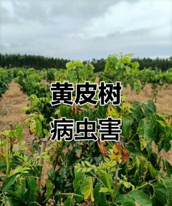 黄皮树褐斑病的防治