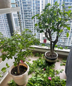 家庭养花用生根粉