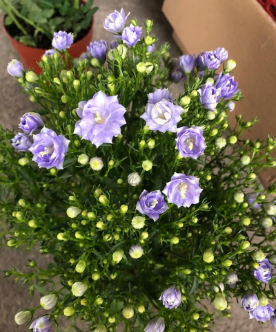 养花蓝风铃丹麦