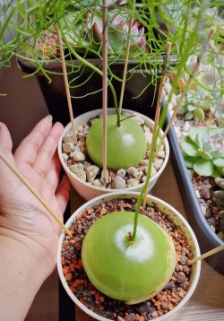 家庭养花用生根粉