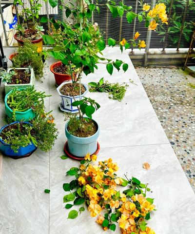 家庭养花用生根粉