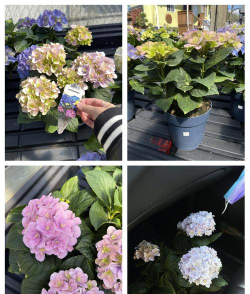 家庭养花用生根粉