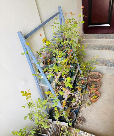 家庭养花用生根粉