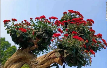 家庭养花用生根粉