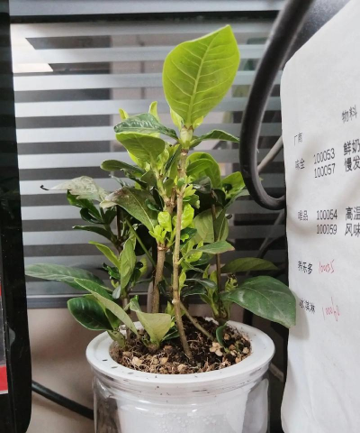 家庭养花用生根粉