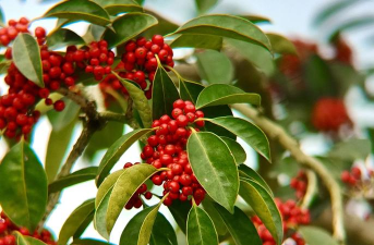 铁冬青果实如何采收