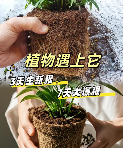 家庭养花用生根粉