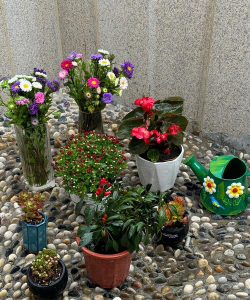 家庭养花用生根粉