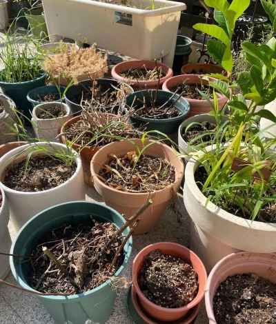 家庭养花用生根粉