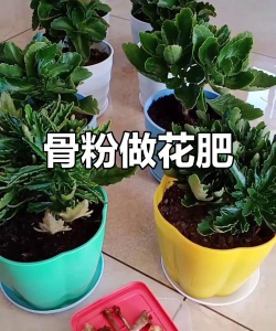 家庭养花用生根粉