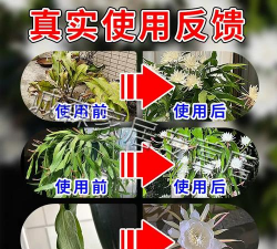 家庭养花用生根粉