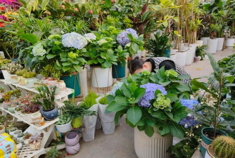 家庭养花用生根粉