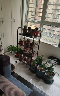 家庭养花用生根粉