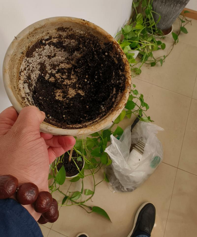 家庭养花用生根粉