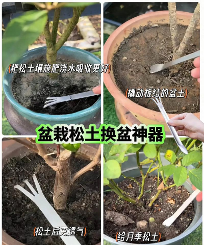 家庭养花用生根粉