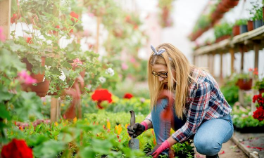 家庭养花用生根粉