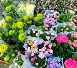 家庭养花用生根粉