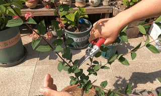 家庭养花用生根粉