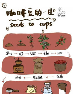 咖啡怎么发酵养花