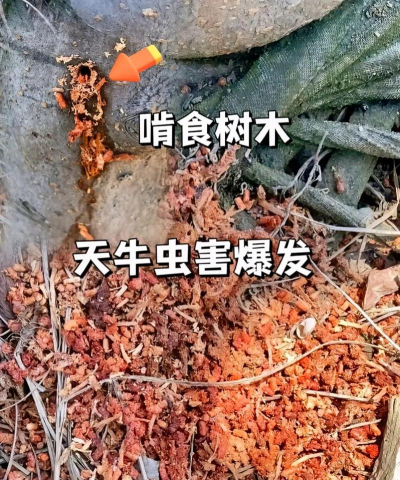 家庭养花用生根粉